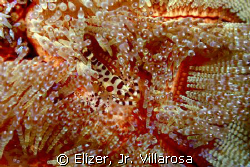It's a Coleman Shrimp. Used 100mm macro on a Canon 450D. ... by Elizer, Jr. Villarosa 